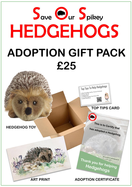 Hedgehog Adoption Gift Pack